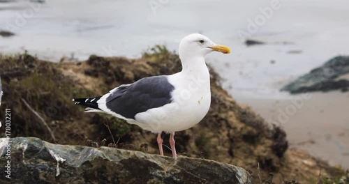 Close Up of Seagull on Beach