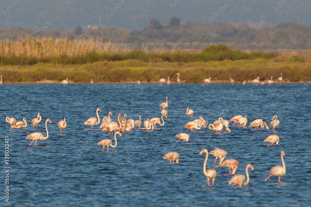greater flamingo (phoenicopterus ruber) standing in water