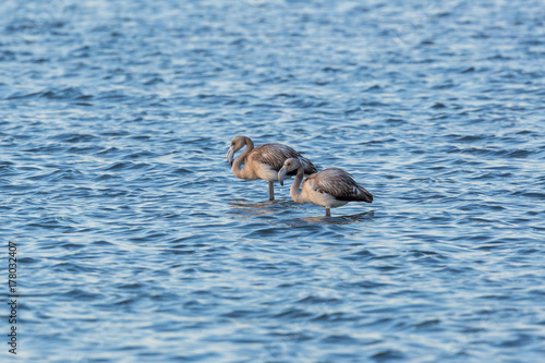 two juvenile greater flamingos (phoenicopterus ruber) standing in water