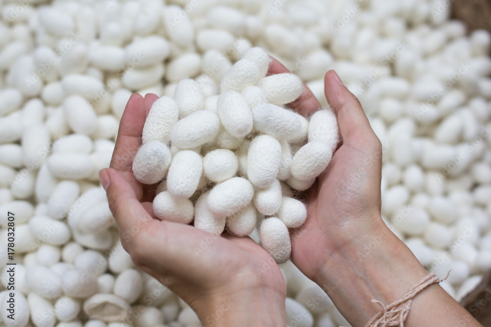 woman hand holding white silk cocoon woman hand holding white silk cocoon