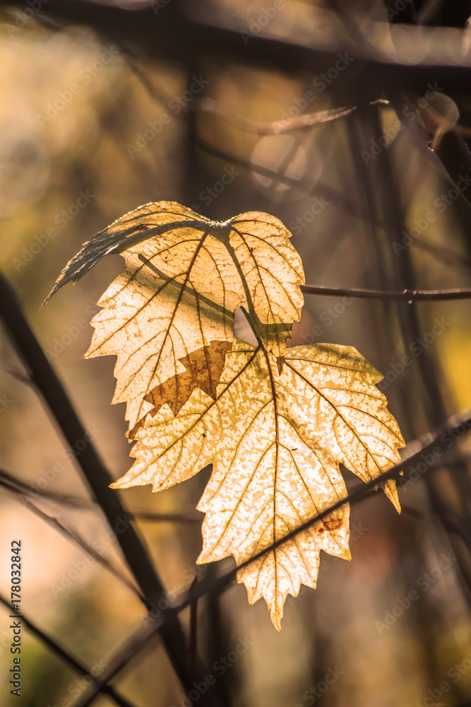 Colorful yellow leaves in autumn sunlight