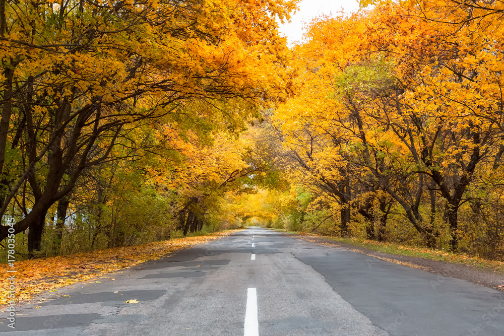 Road in the autumnal forest