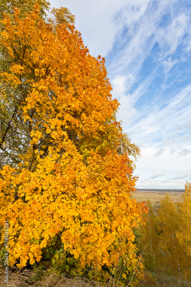 Fototapeta premium Park in autumn colors