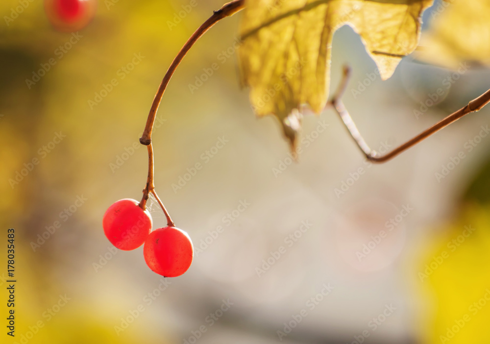 Autumn yellow leaves with red berries. Horizontal blurred background