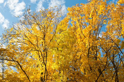 Park in autumn colors