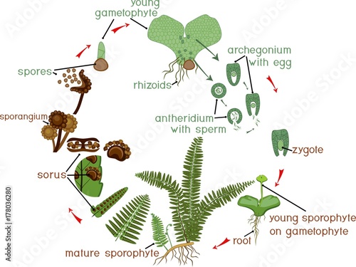 Fern Life Cycle. Plant life cycle with alternation of diploid sporophytic and haploid gametophytic phases