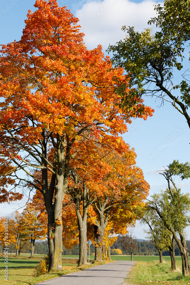 Naklejka premium Autumn landscape with fall colored trees