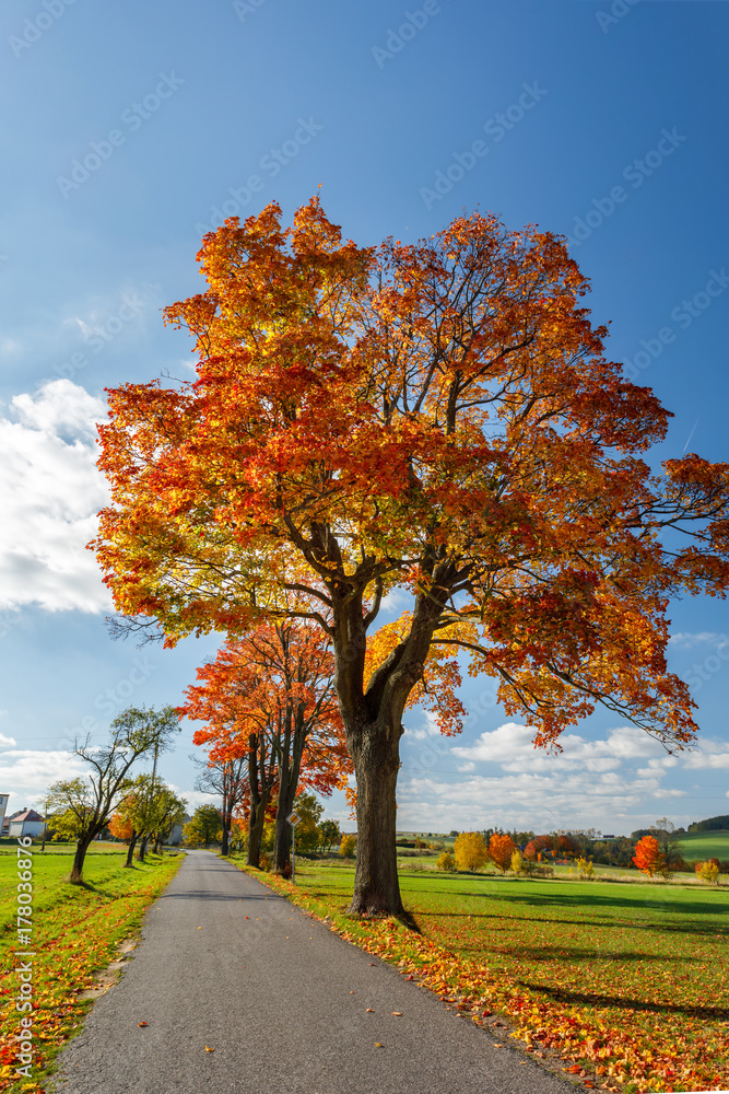Naklejka premium Autumn landscape with fall colored trees