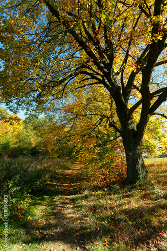 Autumn landscape with fall colored trees