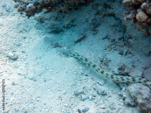 Wallpaper Mural Unterwasser Ägypten Torontodigital.ca