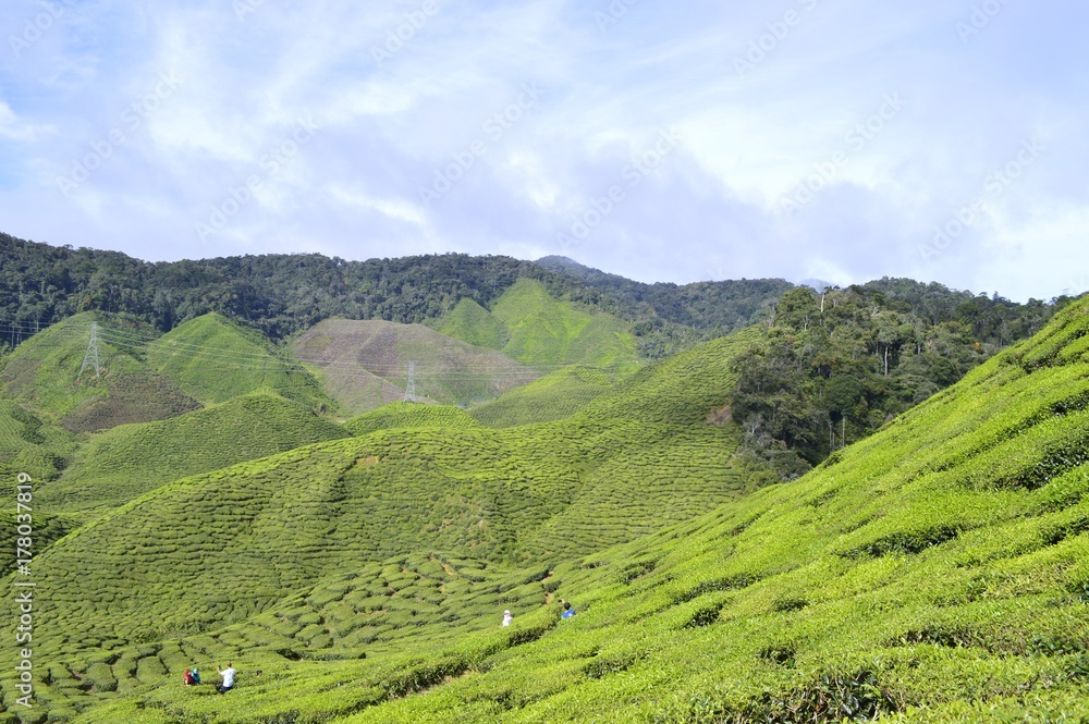 the tea plantation at Cameron Highlands, Malaysia