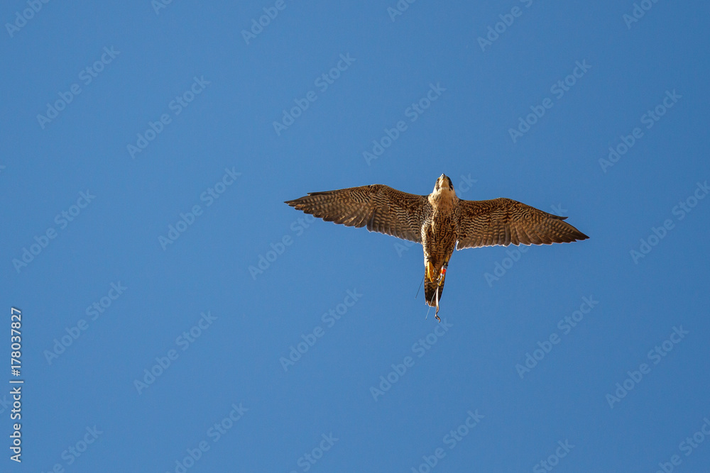 Φωτογραφία Halcón Peregrino en vuelo. Falco peregrinus. Cetrería. Altanería.