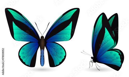 Set of colorful butterflies. Front and side view