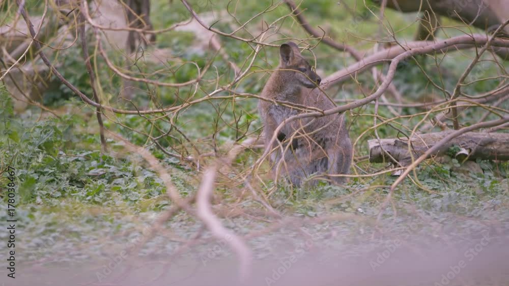 Wallaby at wildlife park in the UK. No people. Wallaby at wildlife park in the UK. No people.