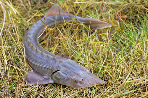 Siberian sturgeon on the grass
