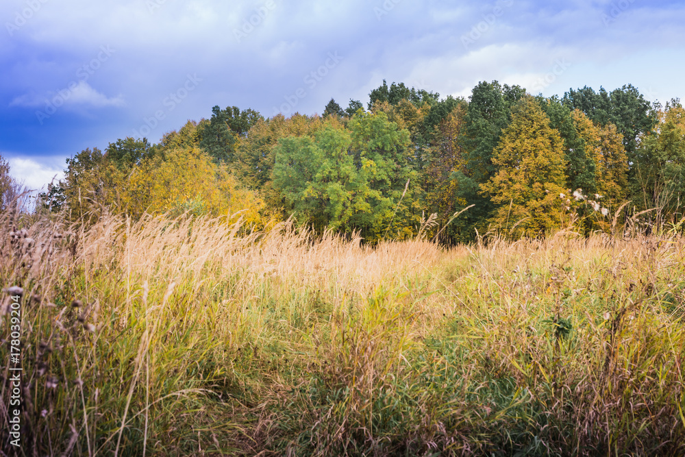 Landscape with yellow trees and grass in autumn