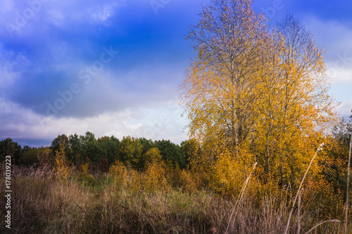 Landscape with yellow trees and grass in autumn