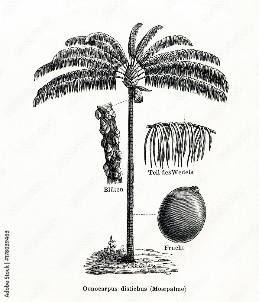 Obraz premium Bacaba-de-leque (Oenocarpus distichus) (from Meyers Lexikon, 1896, 13/442/443)