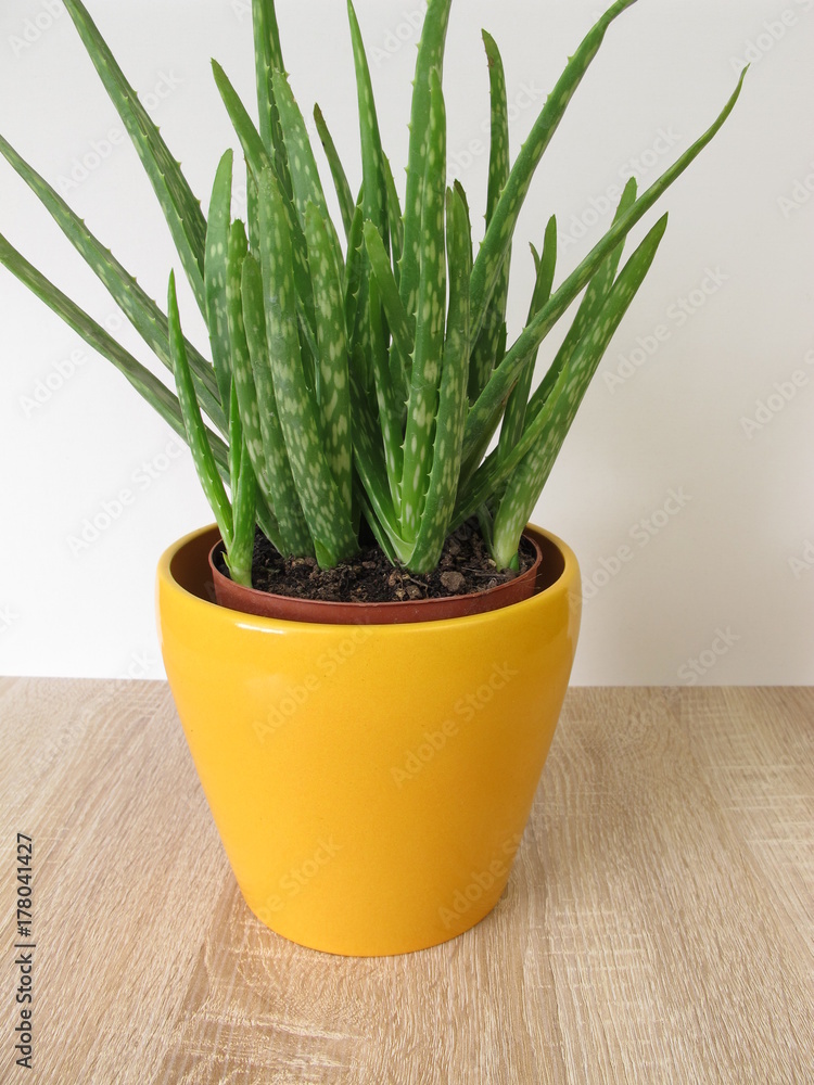 Echte Aloe, Aloe vera, im Blumentopf Echte Aloe, Aloe vera, im Blumentopf