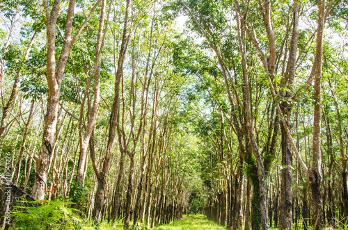 Rubber tree garden