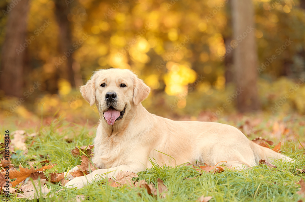 Golden retriever dog in the nature an autumn day Golden retriever dog in the nature an autumn day