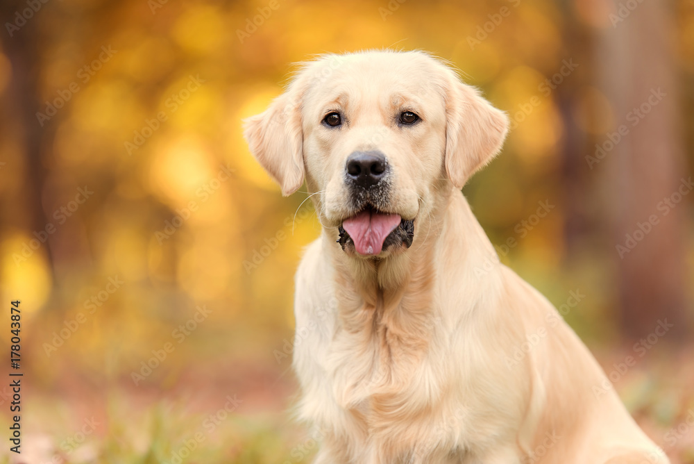 Golden retriever dog in the nature an autumn day Golden retriever dog in the nature an autumn day