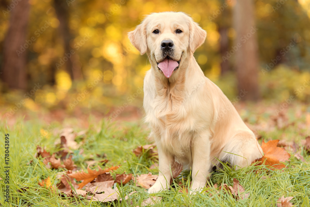 Golden retriever dog in the nature an autumn day