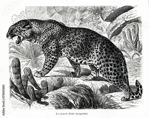 Leopard (Panthera pardus) (from Meyers Lexikon, 1896, 13/466/467) photo