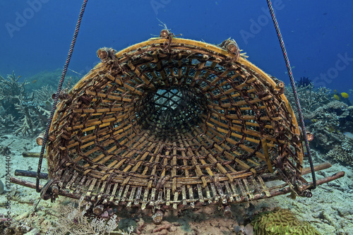 Fish trap made from bamboo, Fischreuse aus Bambus photo