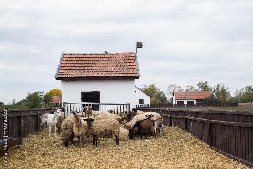 Fototapeta premium Racka Shape of Hungary
