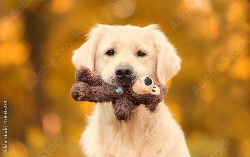 Fotografia Golden retriever dog in the nature an autumn day