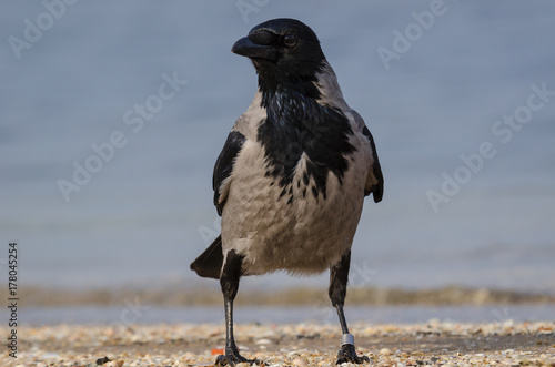 DUN CROW - Wild bird on a sea beach