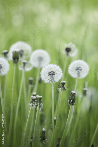 Dandelion field - spring season photo