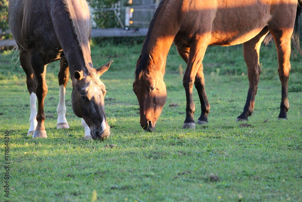 Fototapeta premium pferd auf der weide