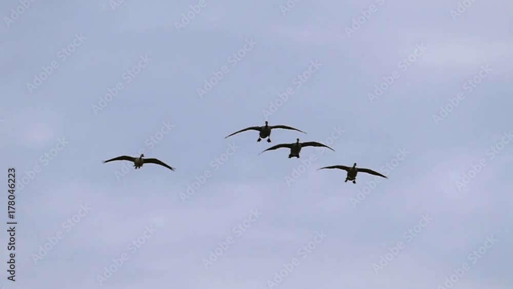 Graceful Flock of Canadian Geese Flying in Slow Motion
