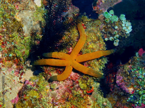 Starfish