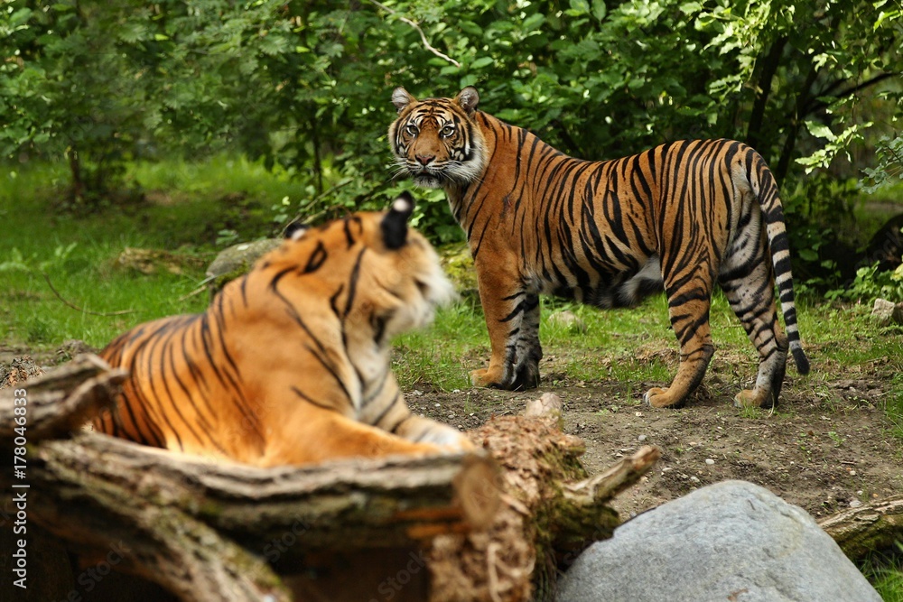 Sumatran tiger in nature looking habitat in zoo. Wild animals in captivity. Critically endangered species of the greatest feline. Sumatran tiger in nature looking habitat in zoo. Wild animals in captivity. Critically endangered species of the greatest feline.