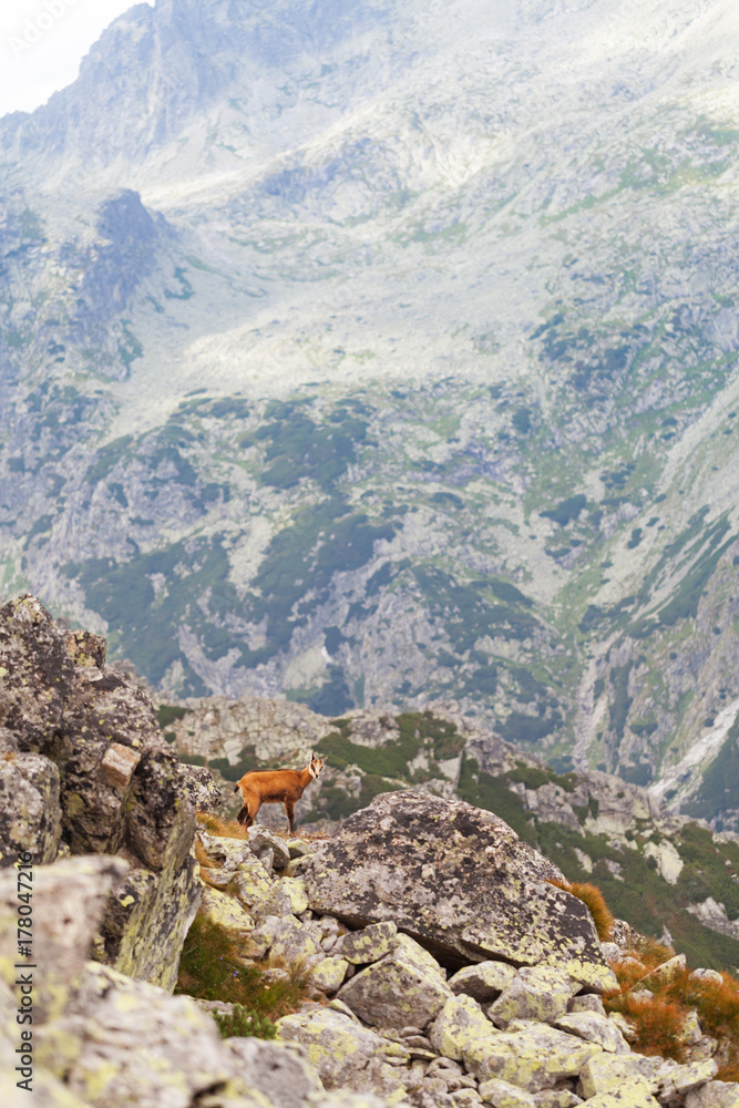 Obraz premium Tatra chamois in Hight Tatras