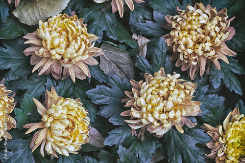 yellow aster flowers in autumnal park. Dark vintage flower background.