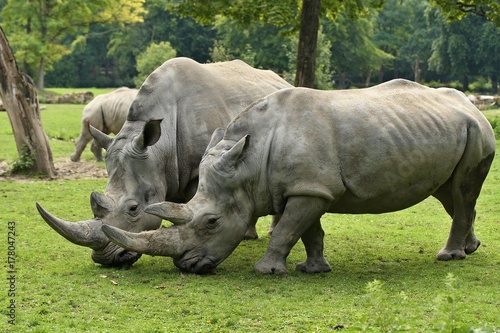 White rhinoceros in the beautiful nature looking habitat. Wild animals in captivity. European zoos. Prehistoric and endangered species in zoo.