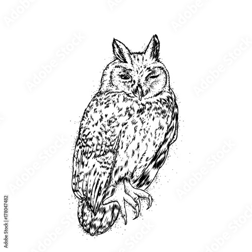 Wallpaper Mural Beautiful owl. Vector illustration for a postcard or a poster. Torontodigital.ca