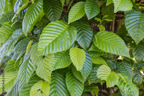 Common hornbeam is often cultivated as an ornamental tree, for planting in gardens and parks.
