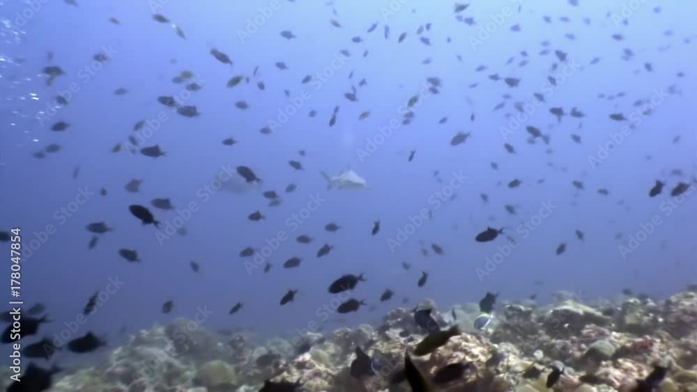 Reef shark underwater on background of amazing coral in seabed Maldives. Unique macro video footage. Abyssal relax diving. Natural aquarium of sea and ocean. Beautiful animals in search of food. Reef shark underwater on background of amazing coral in seabed Maldives. Unique macro video footage. Abyssal relax diving. Natural aquarium of sea and ocean. Beautiful animals in search of food.