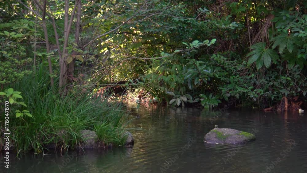 Forest of Tokyo - video 4K UHD 2 Forest of Tokyo - video 4K UHD 2