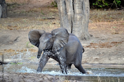 Baby elephant storming into water