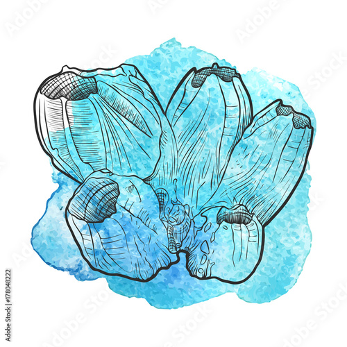 vector hand drawn barnacle