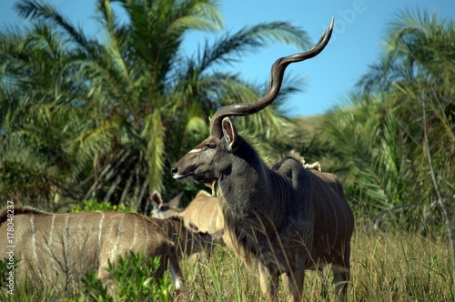 Massive Kudu