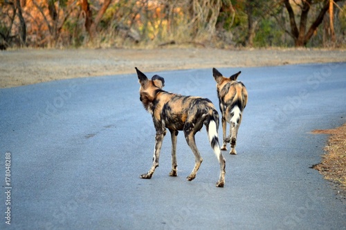 Wild dogs