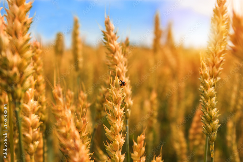 Golden wheat field with ladybug Golden wheat field with ladybug