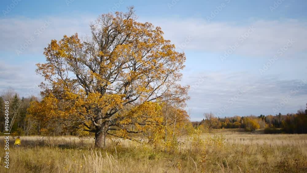 Autumn walk on background of lonely old oak tree Autumn walk on background of lonely old oak tree